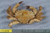 藏品(灰青鄰扇蟹)的圖片